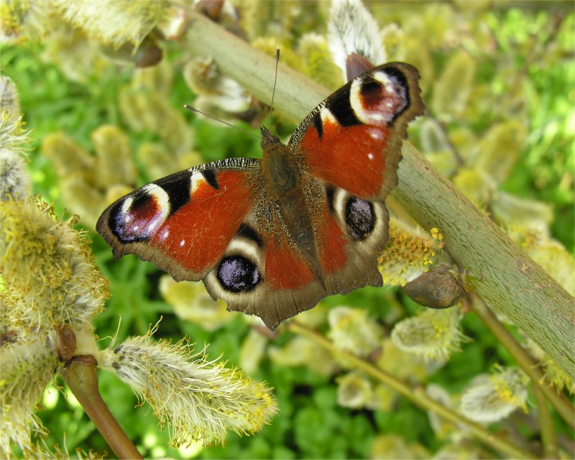 Aglais io